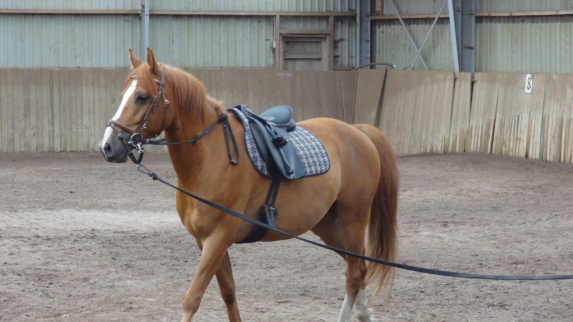 DSP Lintrupgaards spirit - Første gang jeg så ham i 2013, ikke redet i 2 måneder <3 billede 7