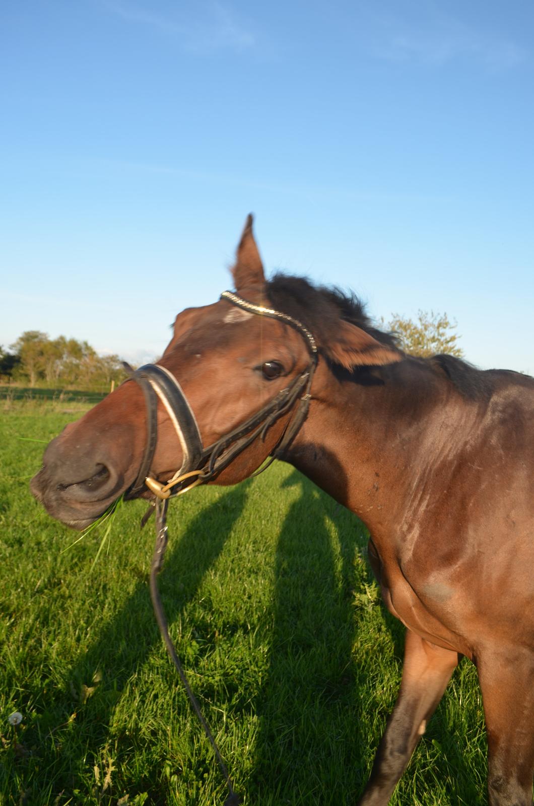 Dansk Varmblod Don Lucifer Di Maltractare billede 3