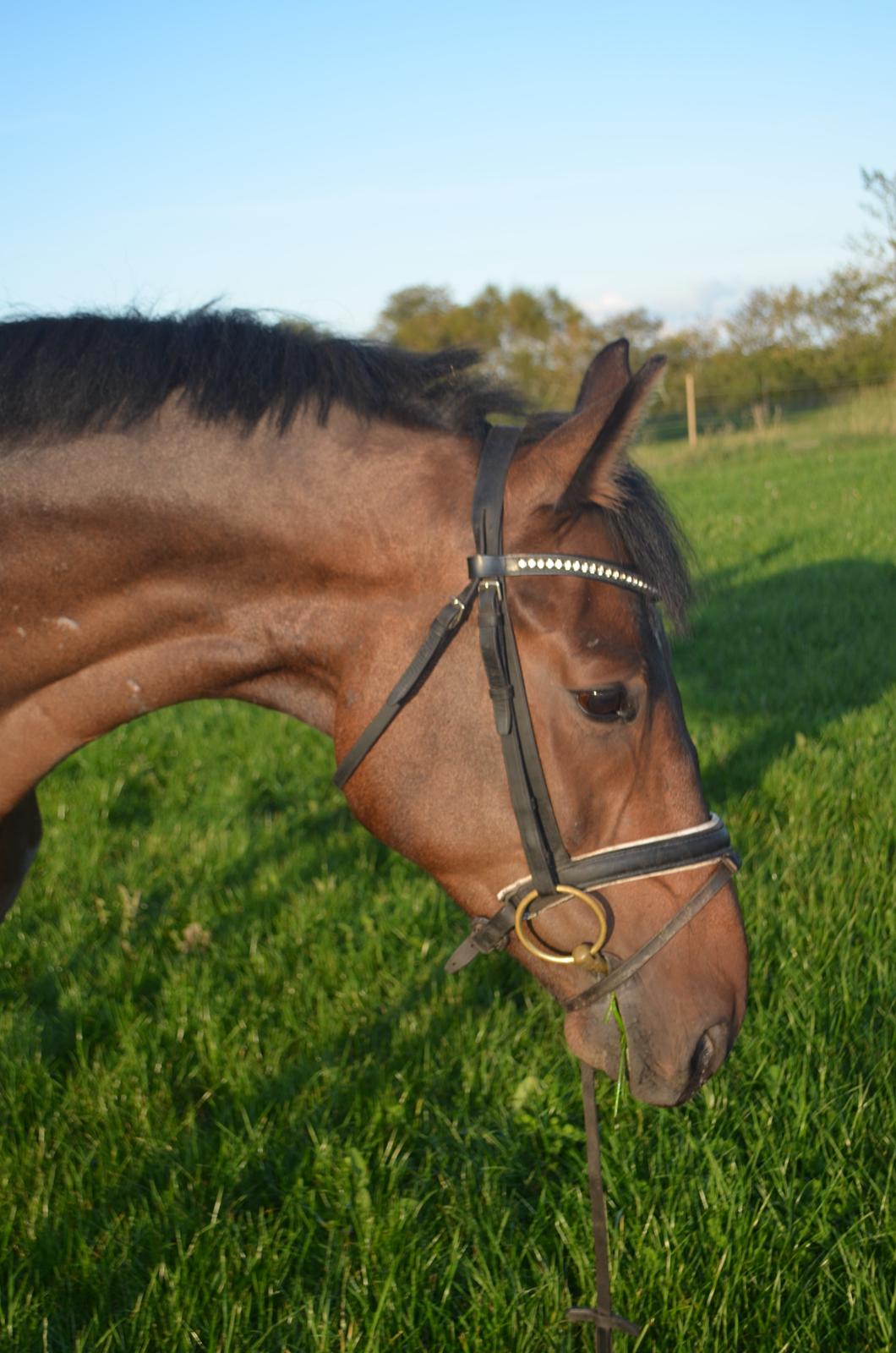 Dansk Varmblod Don Lucifer Di Maltractare billede 2