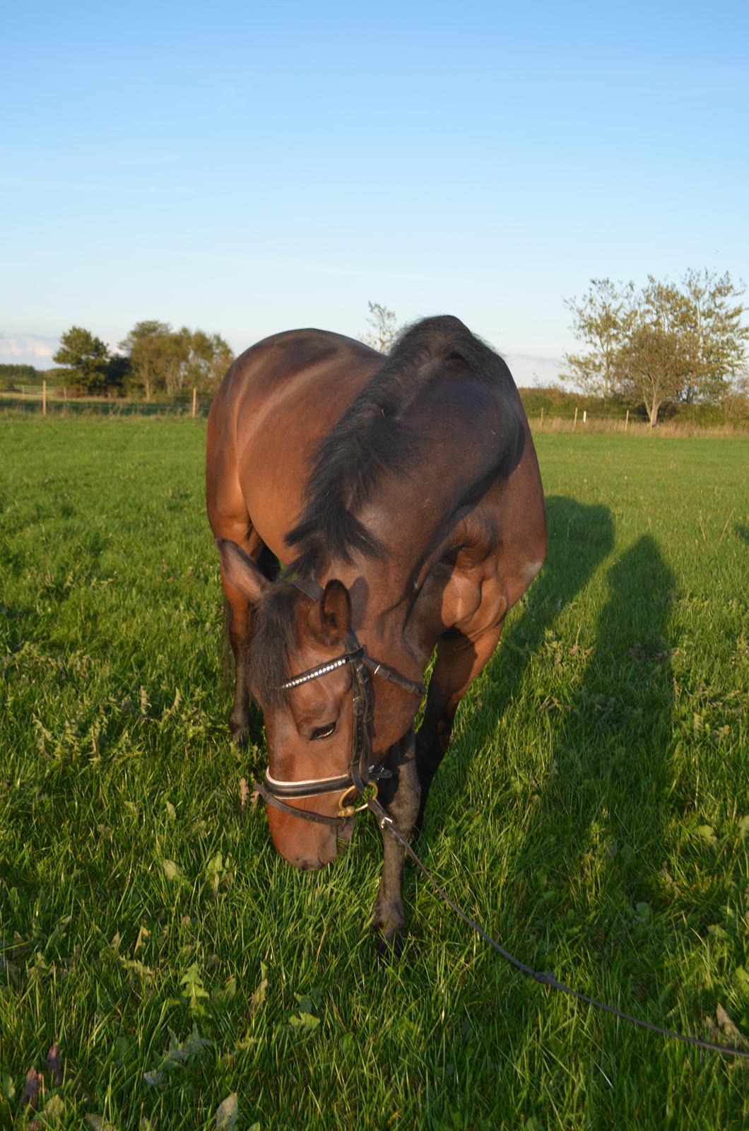 Dansk Varmblod Don Lucifer Di Maltractare billede 13