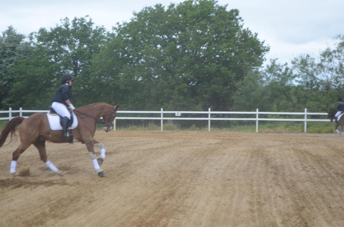 Anden særlig race Mickey billede 2