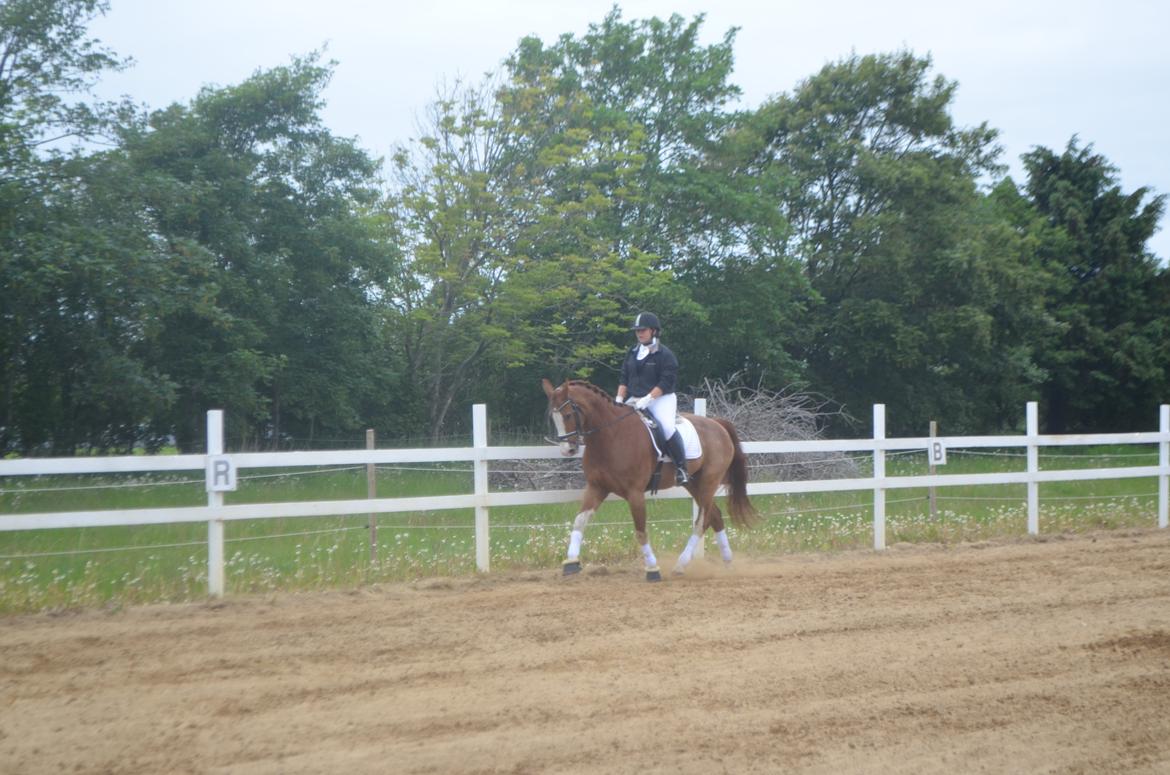 Anden særlig race Mickey billede 3