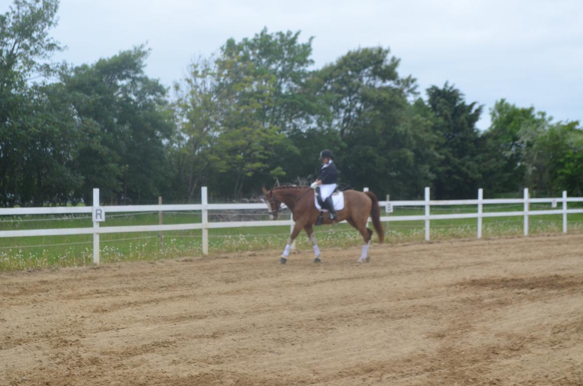 Anden særlig race Mickey billede 4