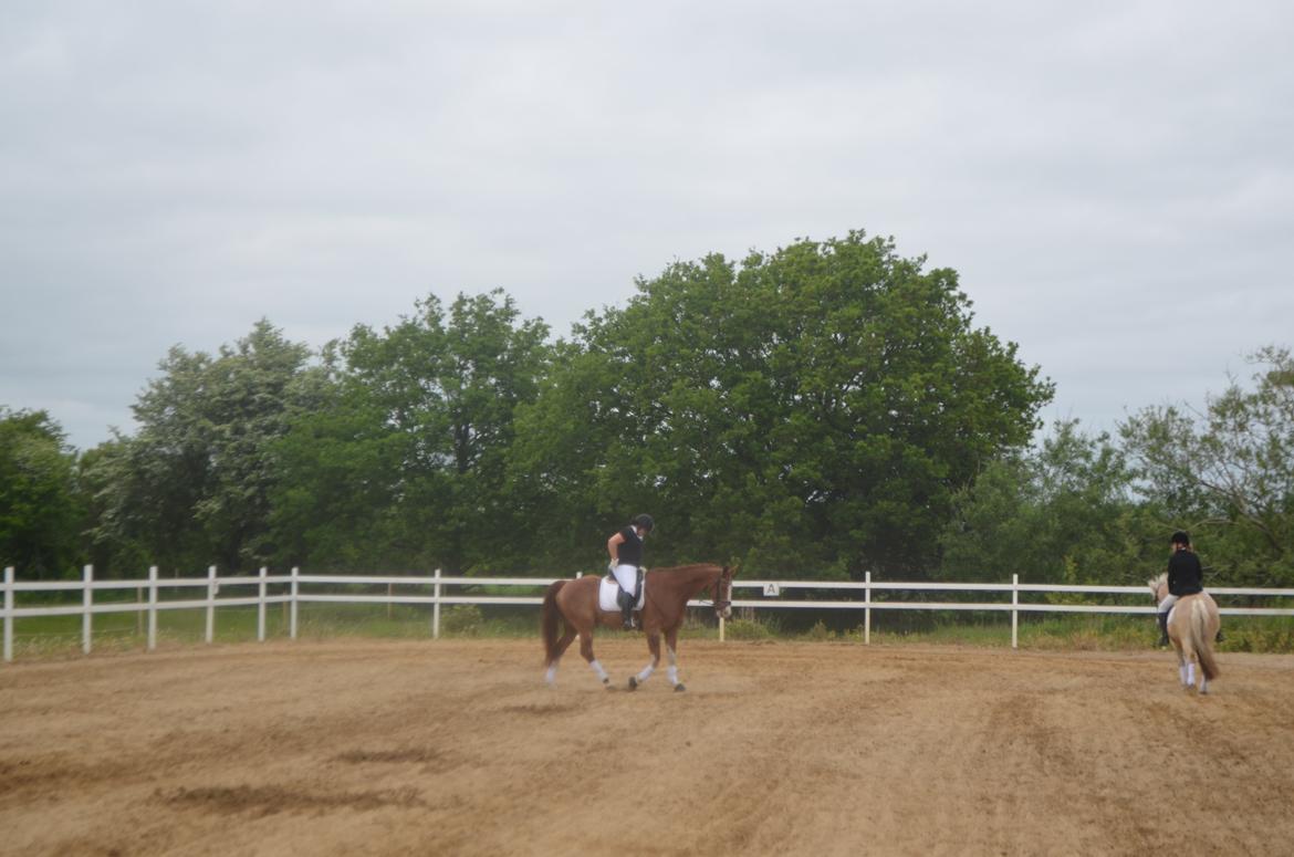 Anden særlig race Mickey billede 5