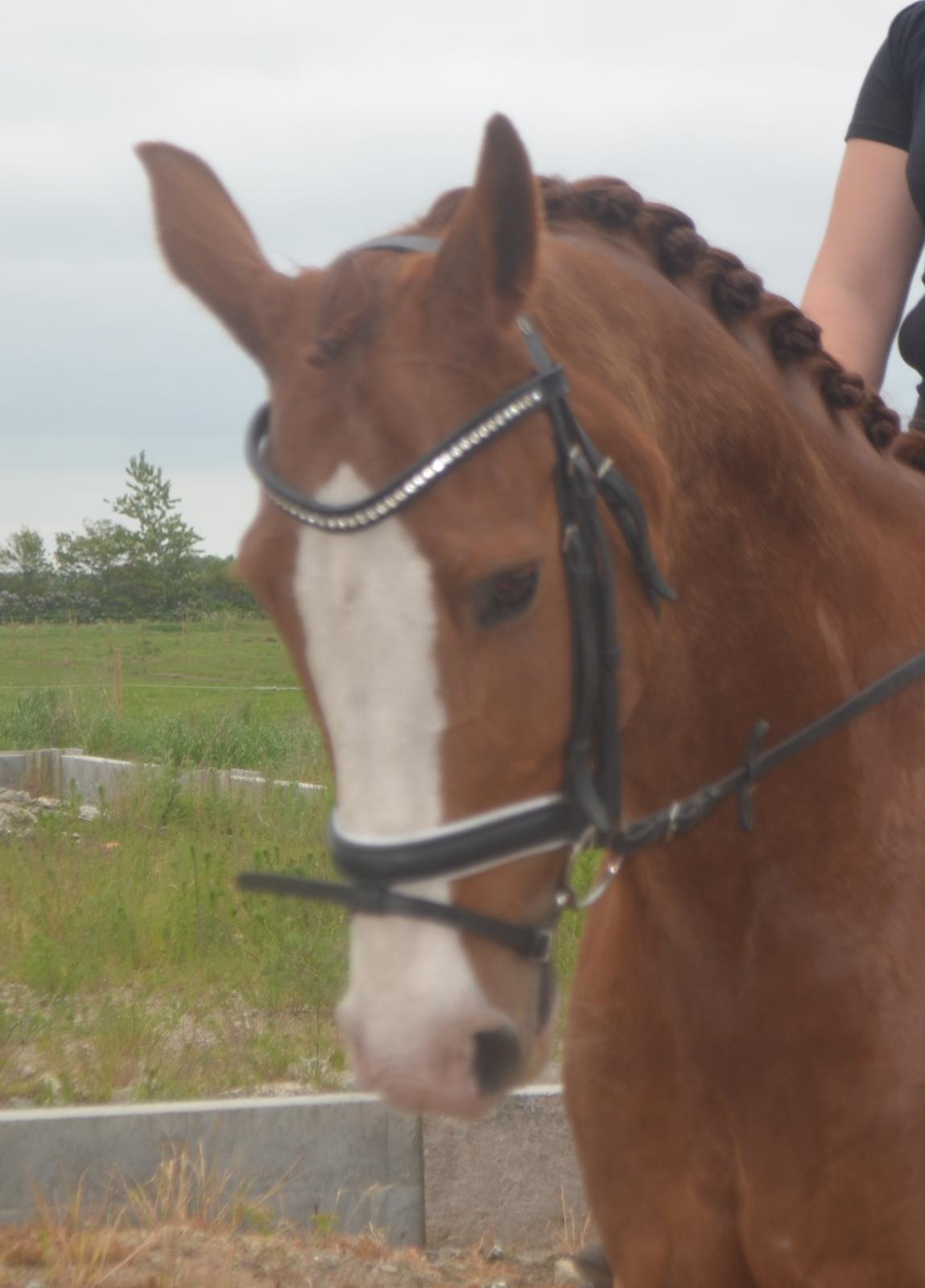 Anden særlig race Mickey billede 1