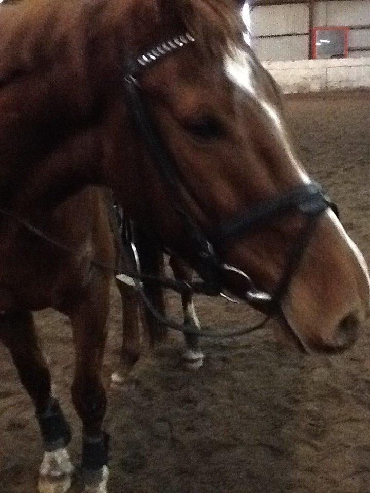 Holstener cody billede 10