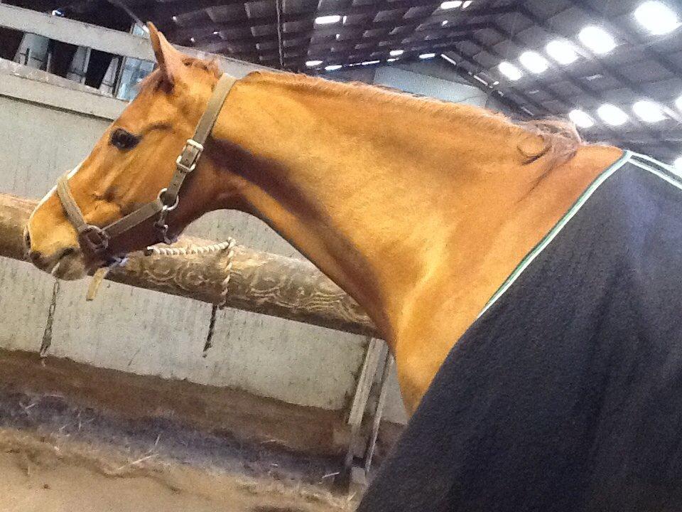 Holstener cody billede 11