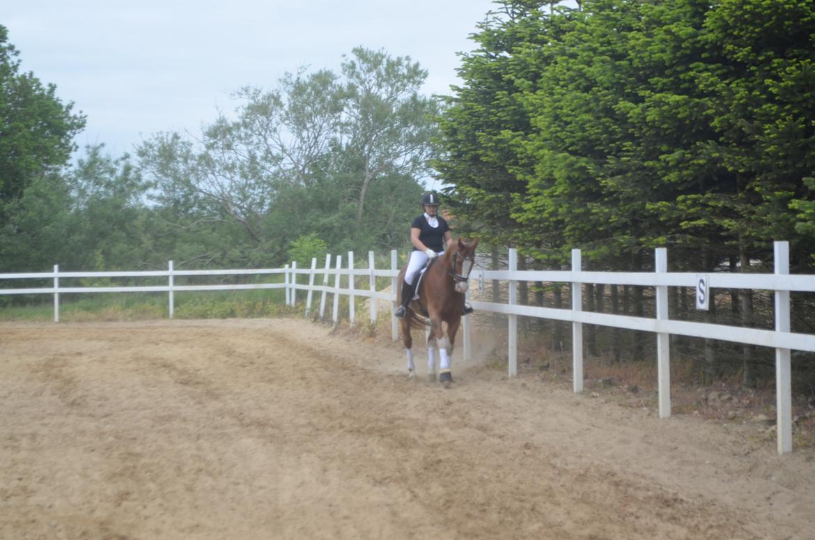 Anden særlig race Mickey billede 6