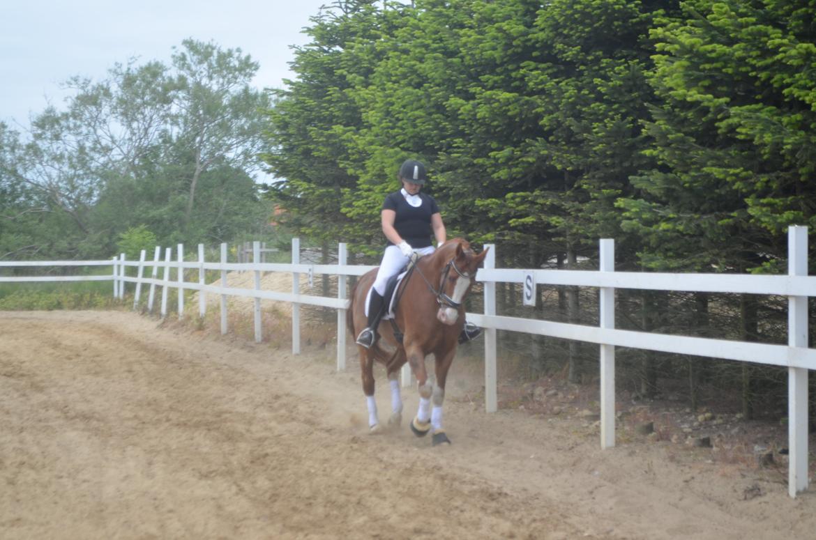 Anden særlig race Mickey billede 7