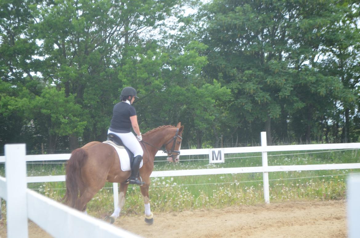 Anden særlig race Mickey billede 8