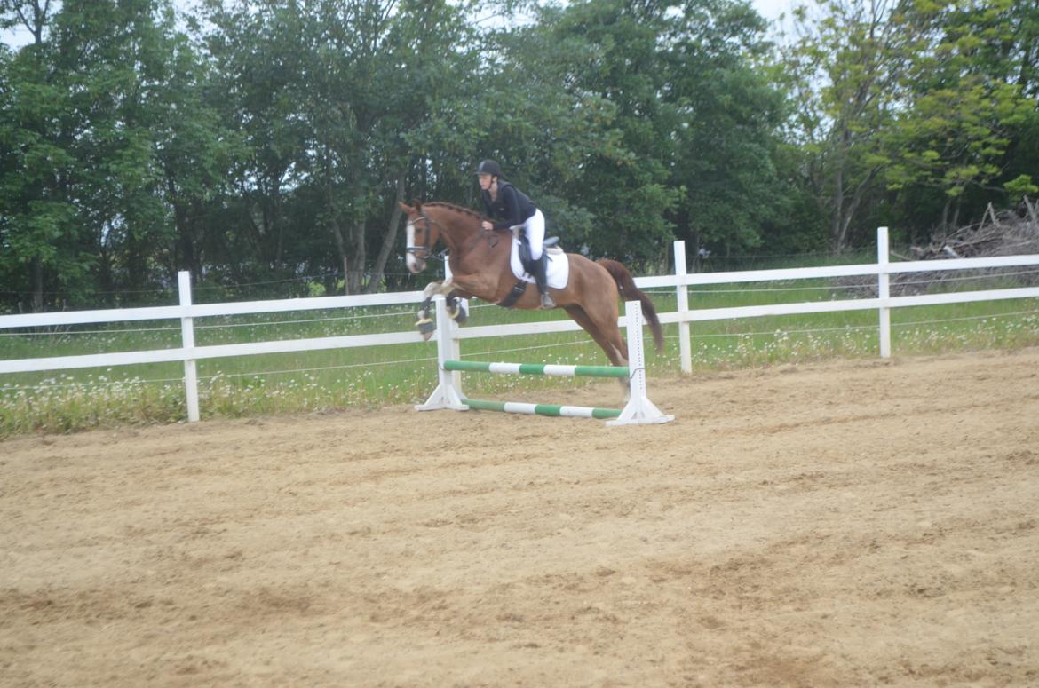 Anden særlig race Mickey billede 12