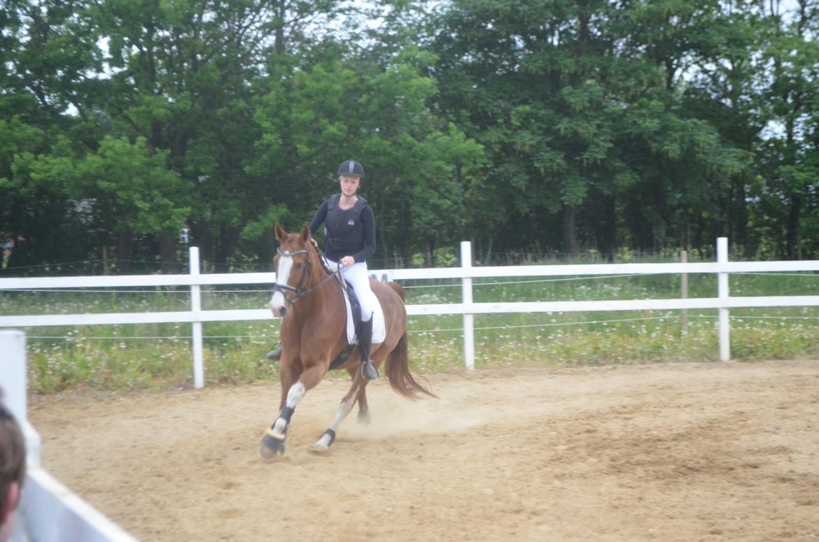 Anden særlig race Mickey billede 13