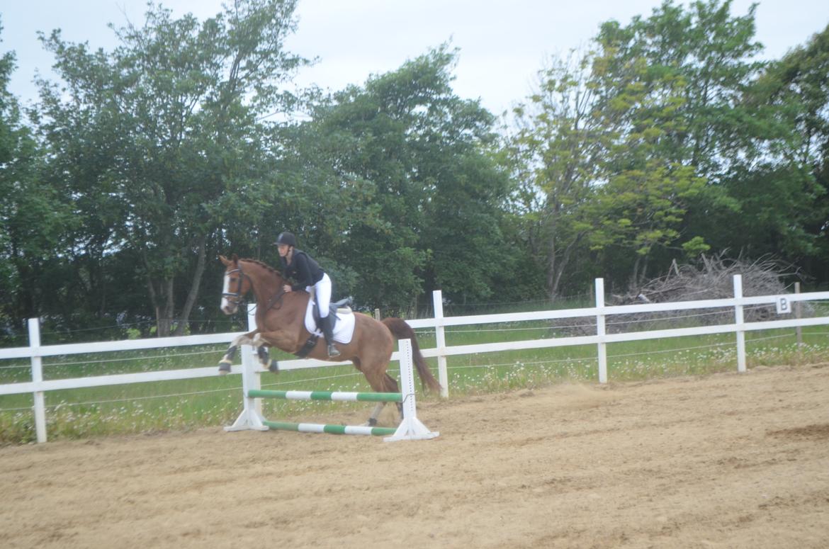 Anden særlig race Mickey billede 14