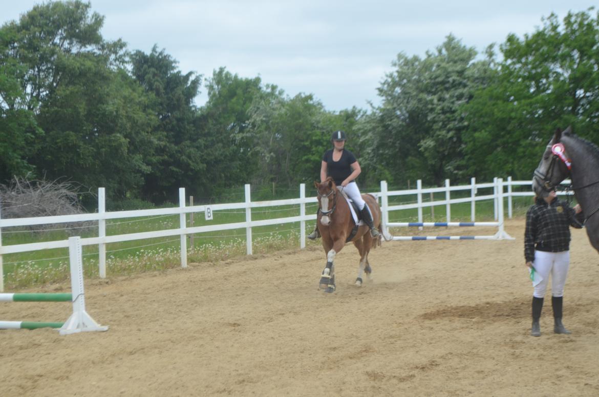 Anden særlig race Mickey billede 16