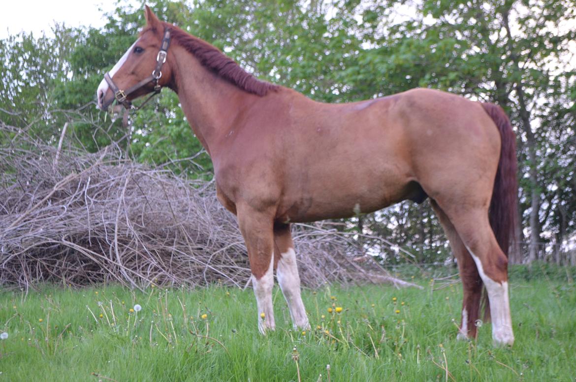 Anden særlig race Mickey billede 17