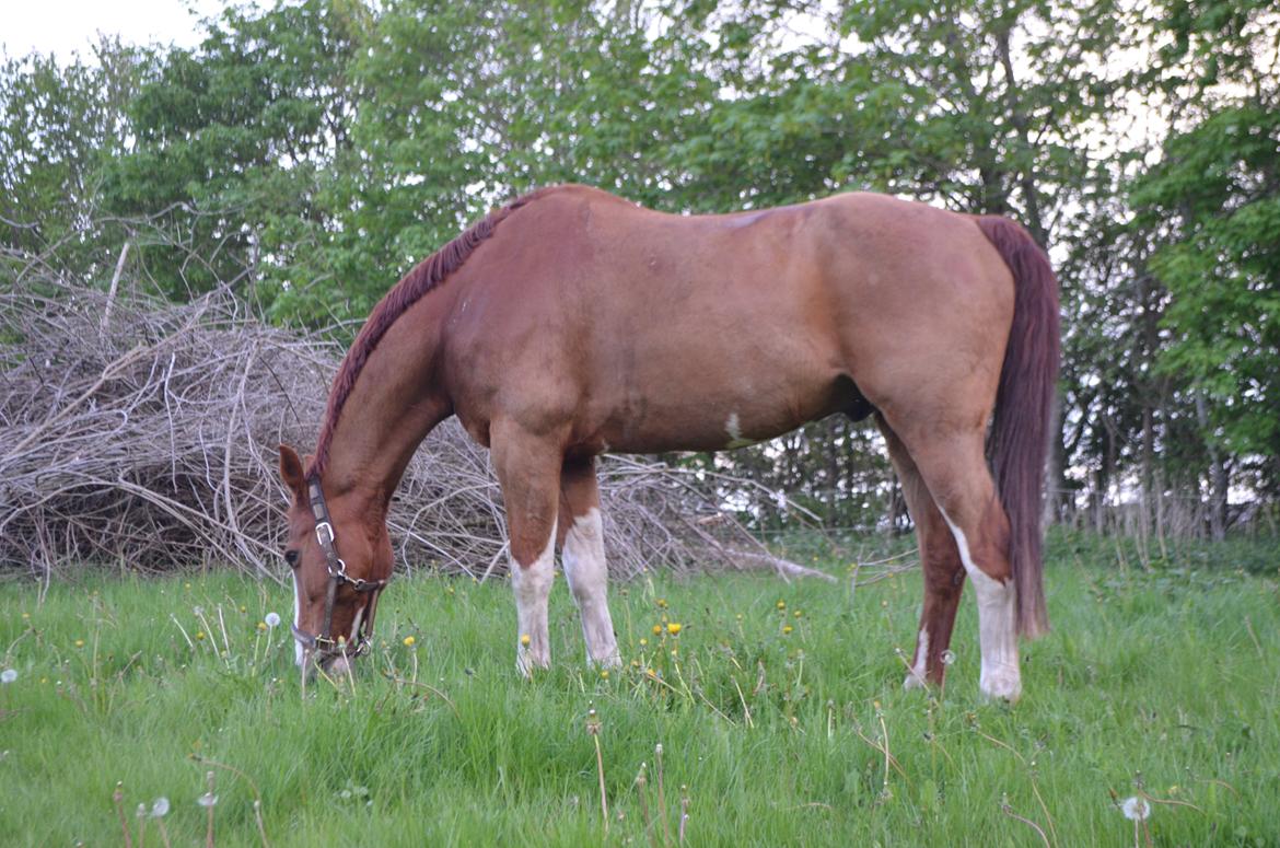 Anden særlig race Mickey billede 18