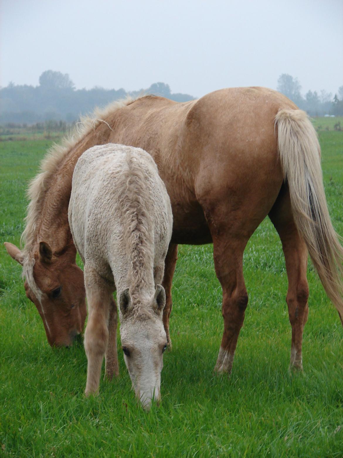 Bashkir Curly CF Idahos Loke billede 4