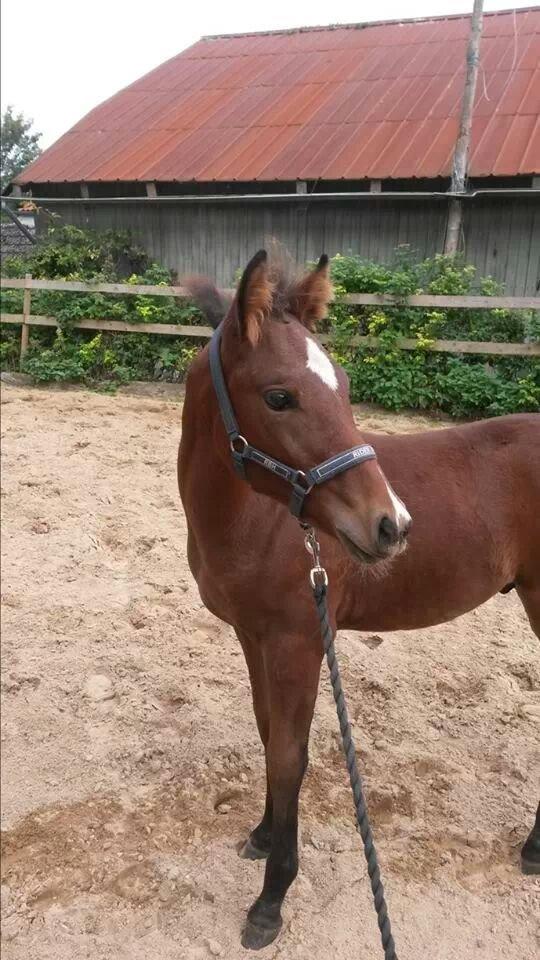 Anden særlig race Spyro billede 3