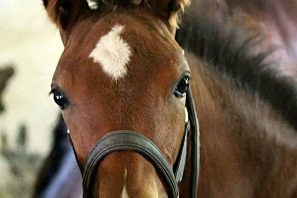 Anden særlig race Spyro billede 4