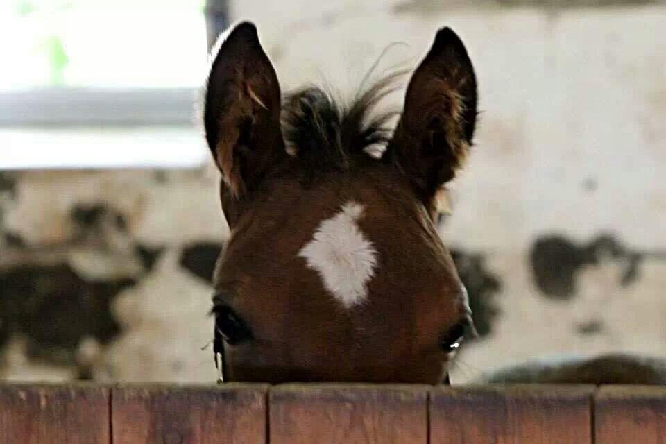 Anden særlig race Spyro billede 5