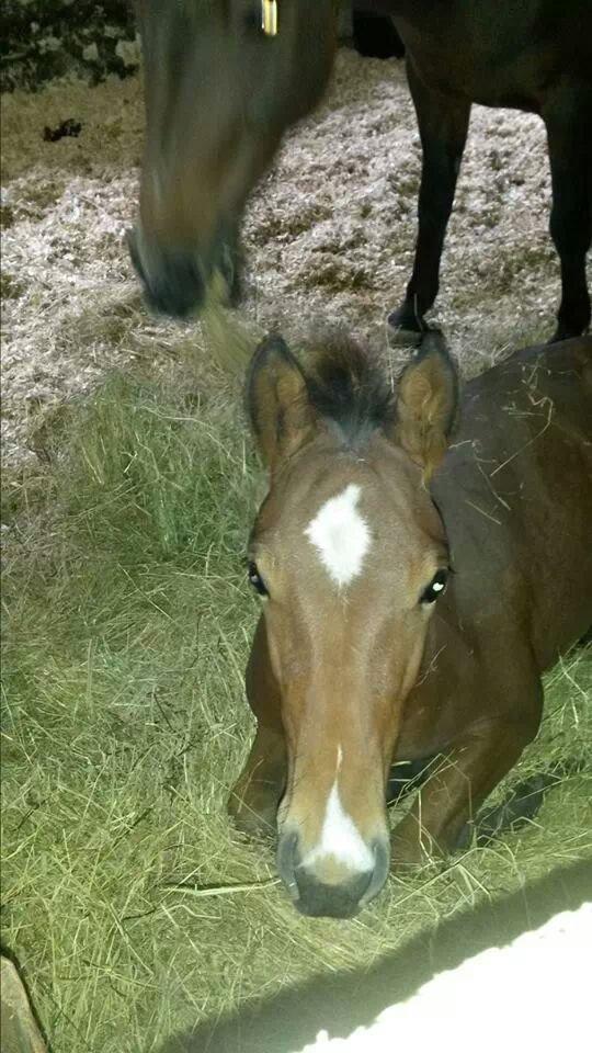 Anden særlig race Spyro billede 6