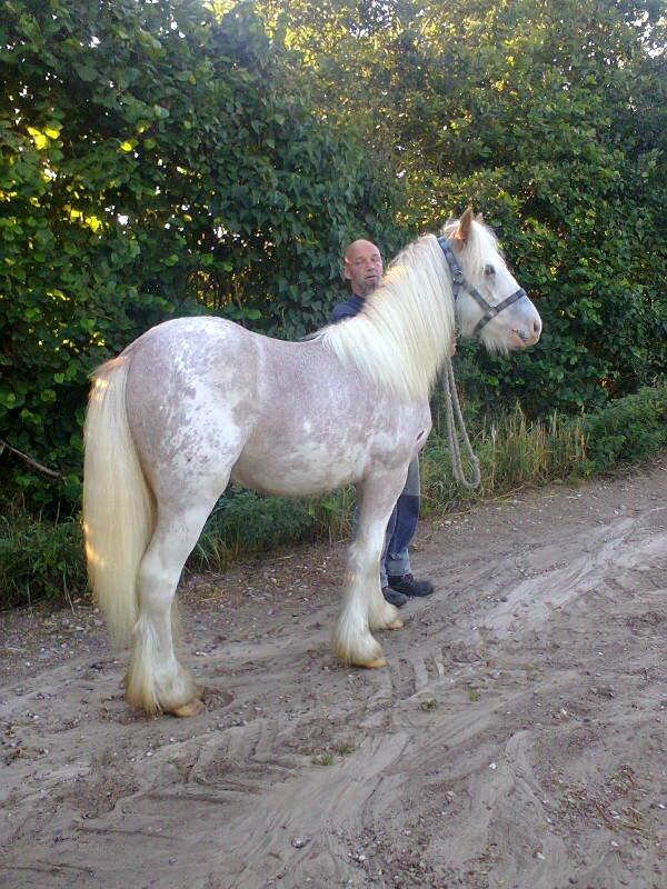 Irish Cob Coates Liam of Thunder billede 9