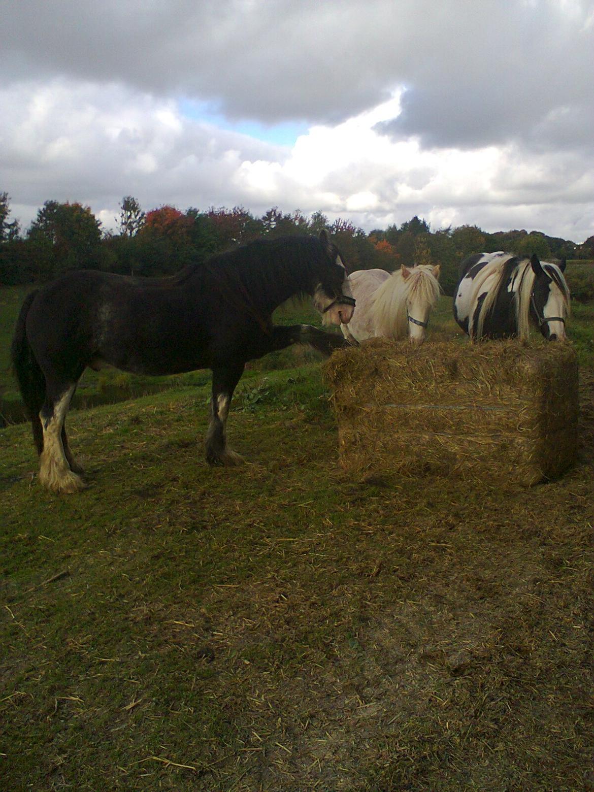 Irish Cob Næbbet´s Baldrian - Godt at man kan hjælpe sig selv, når nu maden sidder godt fast ;) billede 17