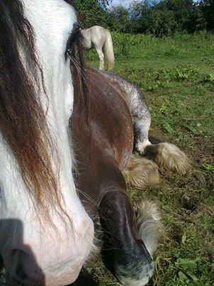 Irish Cob Næbbet´s Baldrian billede 18