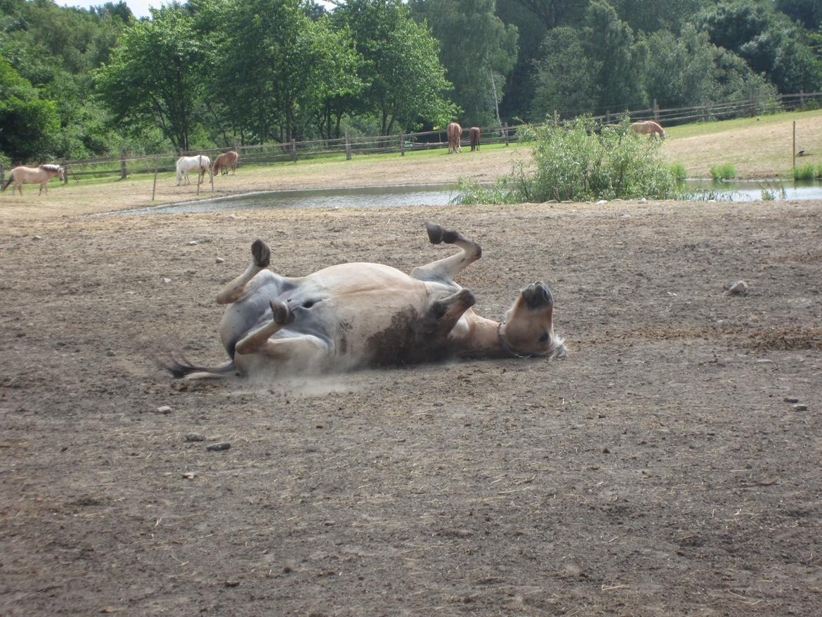 Fjordhest Tjalfe billede 6