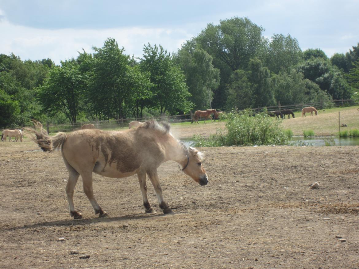 Fjordhest Tjalfe billede 20