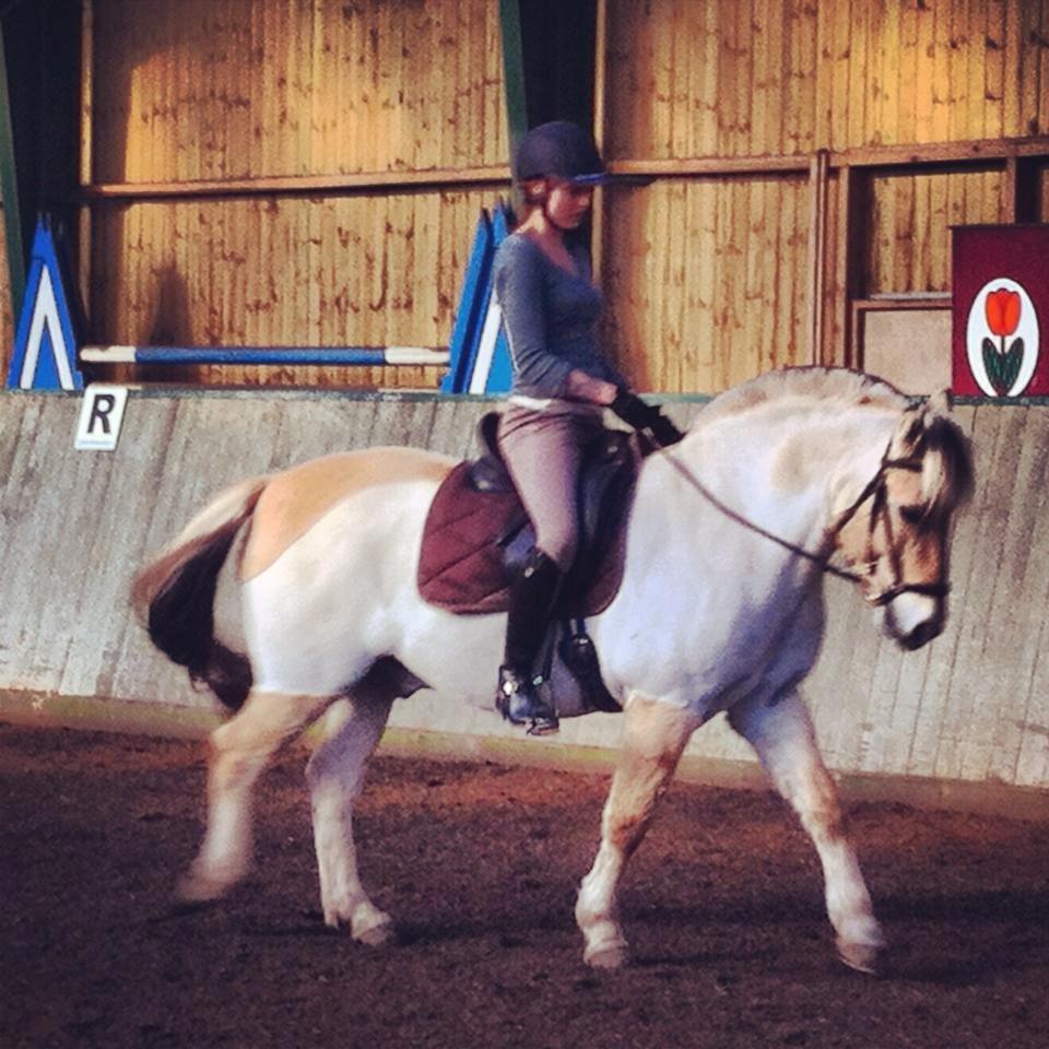 Fjordhest Hjalte Følsbjerg billede 5