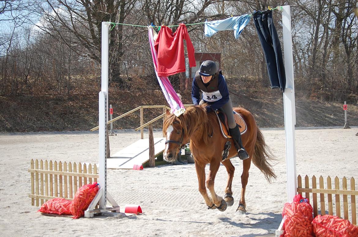 Anden særlig race Findus - Under vasketøj i fuld galop med Christina - foto: Mig billede 12