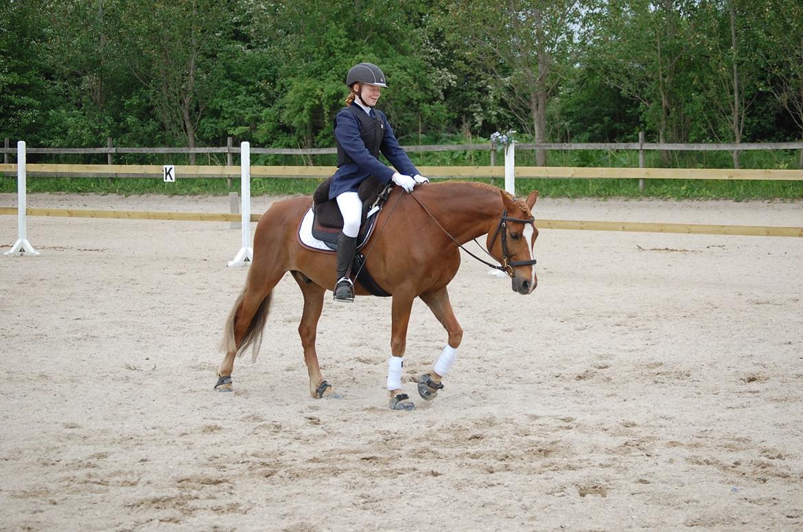 Anden særlig race Findus - Indridning til dressur 2012 billede 13