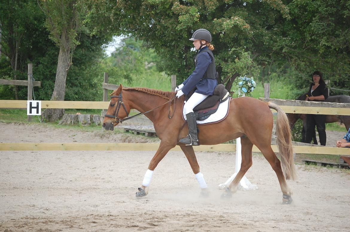 Anden særlig race Findus - Trav billede 14