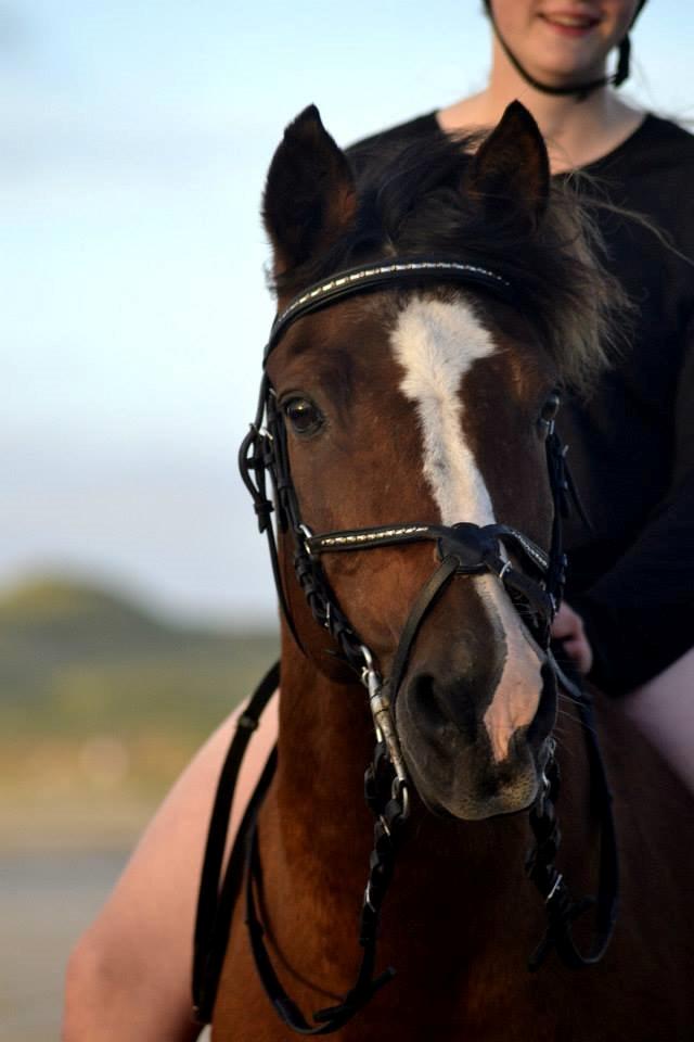 Anden særlig race Rubin Star (Buller) - Blokhus med Efterskolen :-) ANE 13/14 billede 1