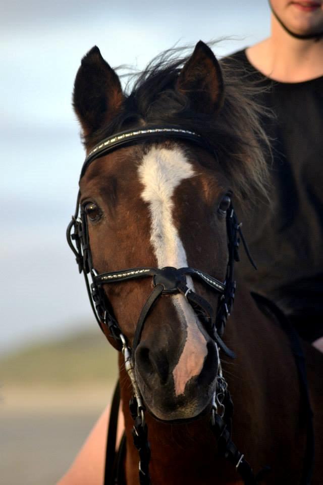 Anden særlig race Rubin Star (Buller) - I Blokhus med efterskolen :-) billede 3