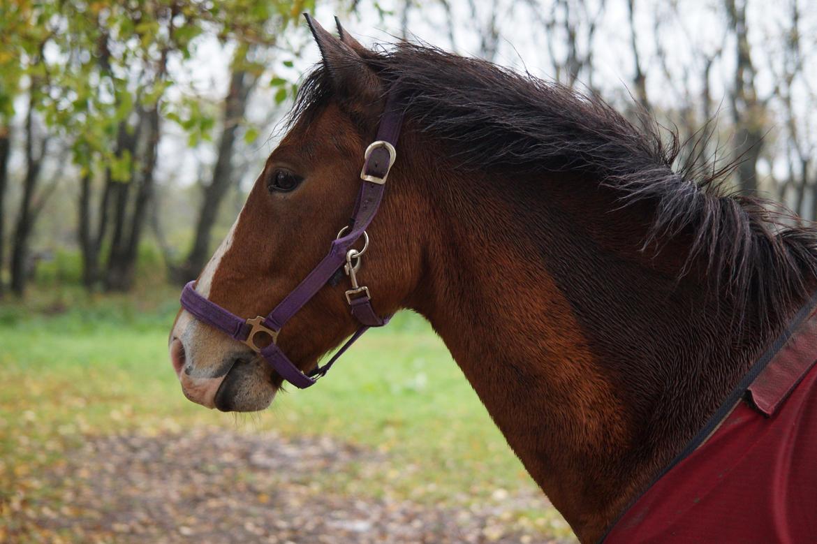 New Forest Remontes Free Fantasy billede 18