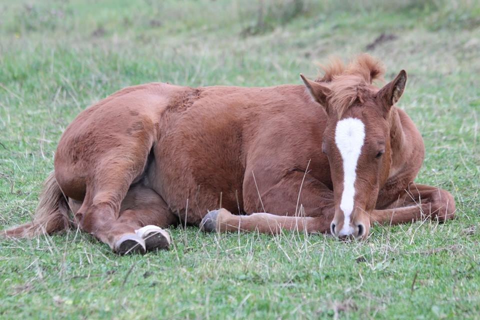 Quarter Slowmovin Hot Fudge billede 2