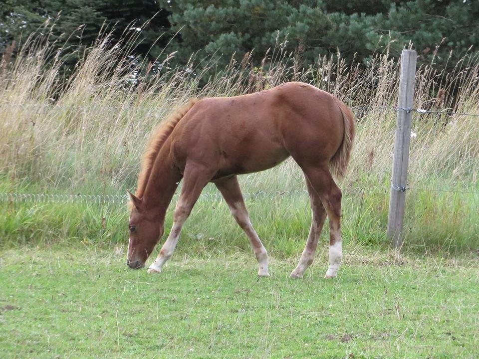 Quarter Slowmovin Hot Fudge billede 3