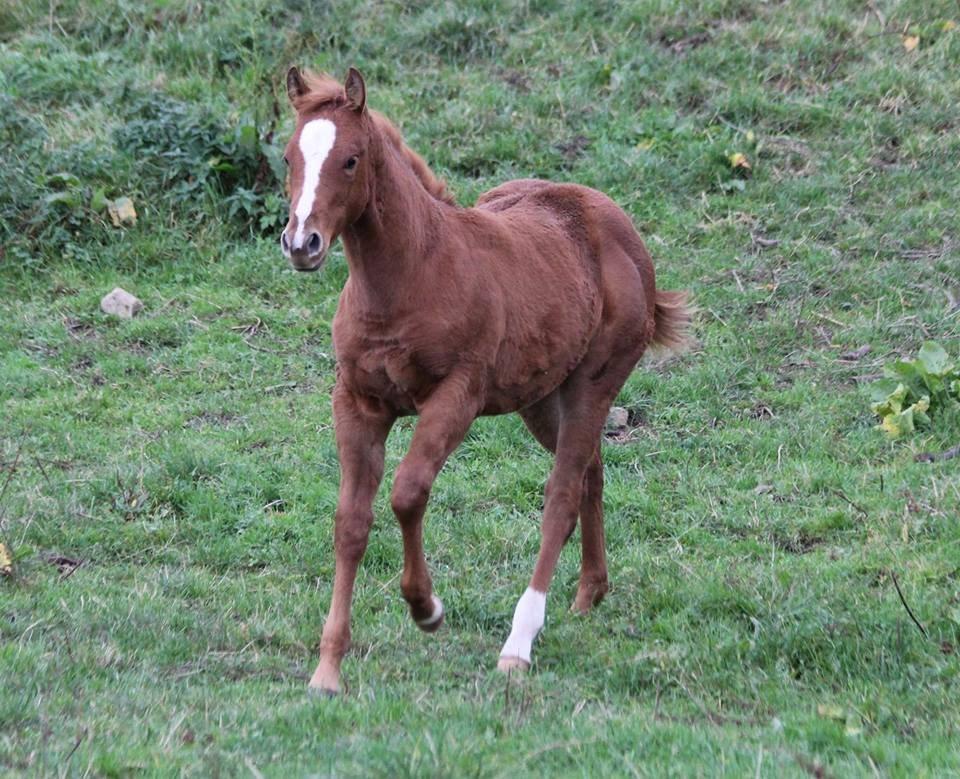 Quarter Slowmovin Hot Fudge billede 1