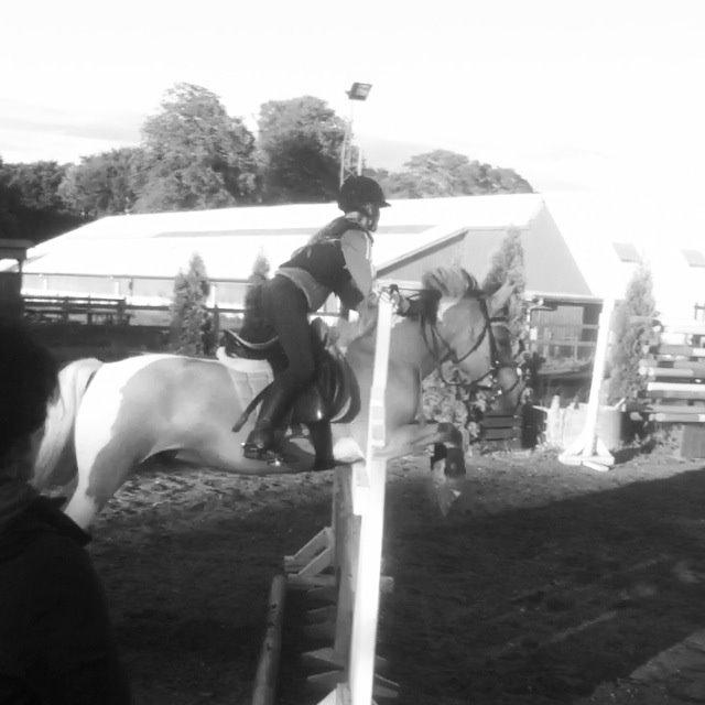 Hollandsk Sportspony Capello ivo -   
 
 
En bedsteven giver dig ikke mod til at springe, han springer med dig♡
 billede 15