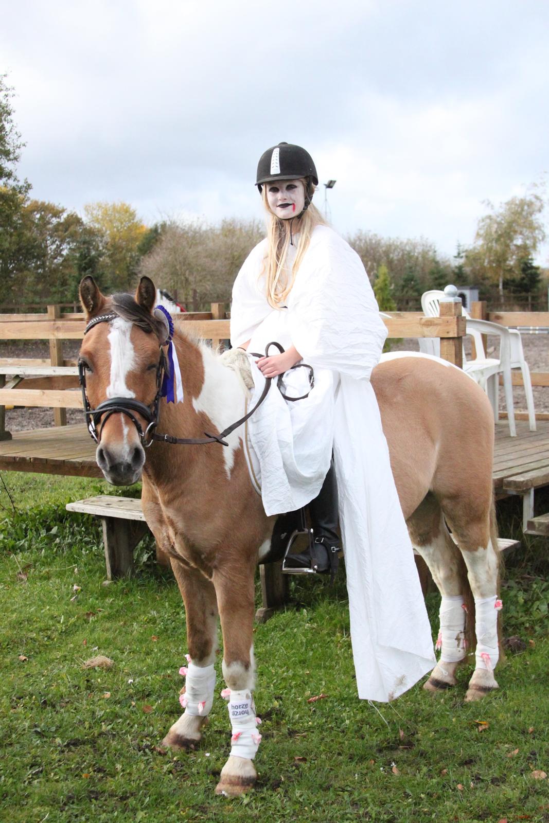 Hollandsk Sportspony Capello ivo - Too young to die too old to cry too much in love to say goodbye billede 1