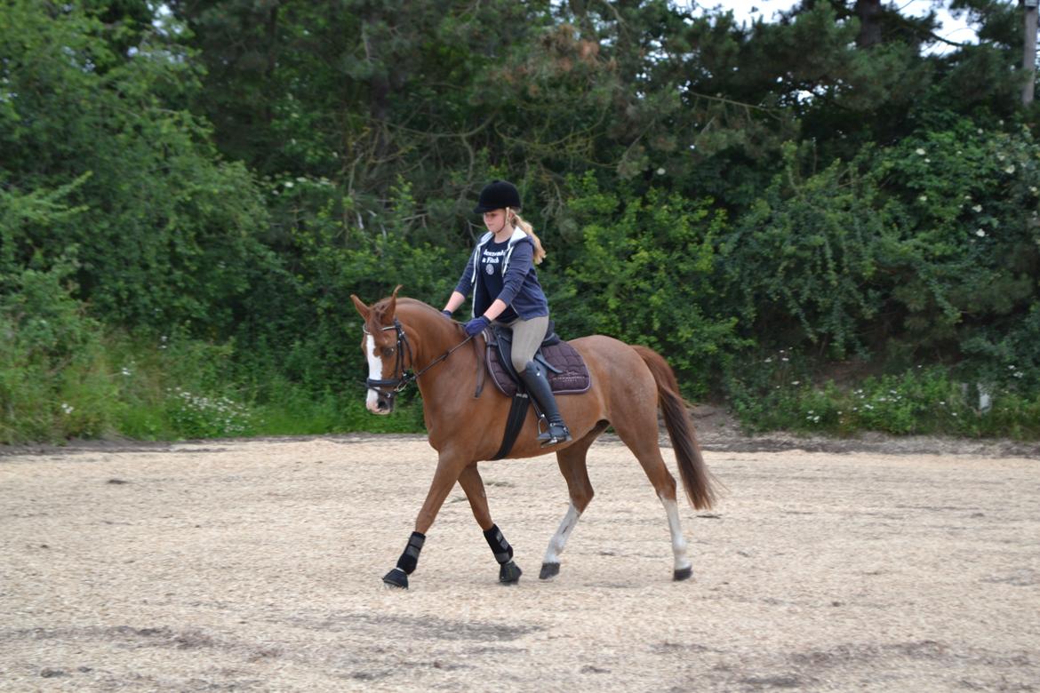 DSP Fundi billede 19