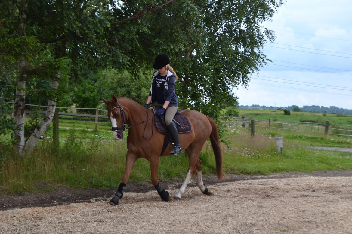 DSP Fundi billede 14