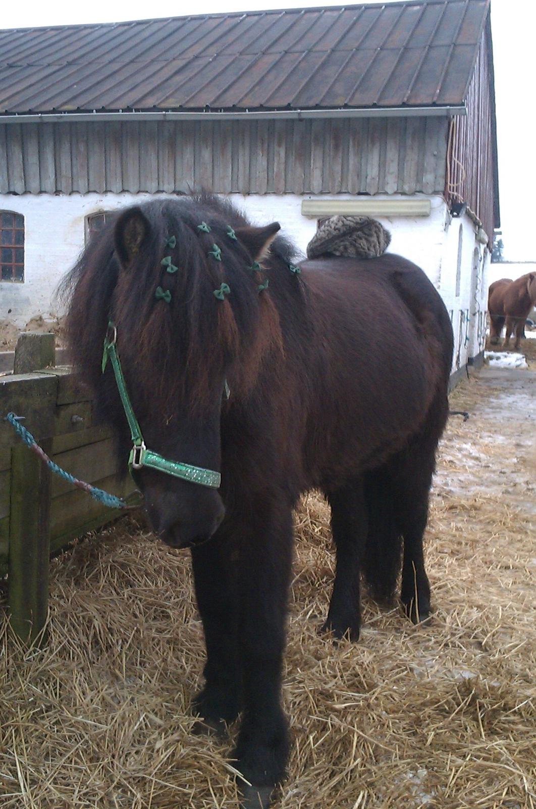 Islænder Svala fra Fuglsang billede 1