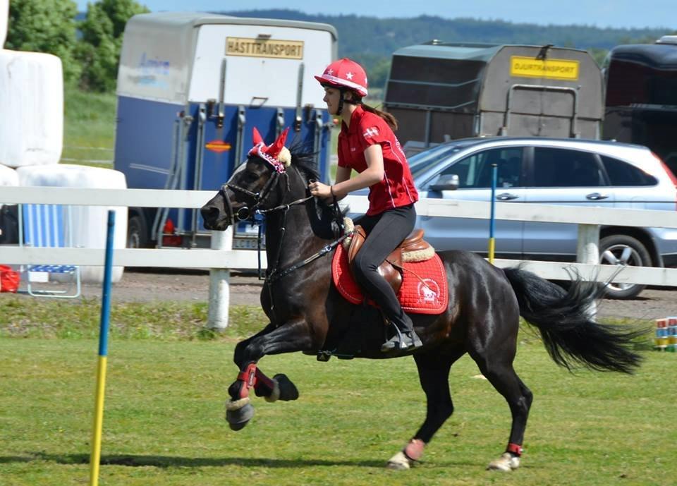Hollandsk Sportspony Jimmy - Nisse cup med u17 2013 billede 17