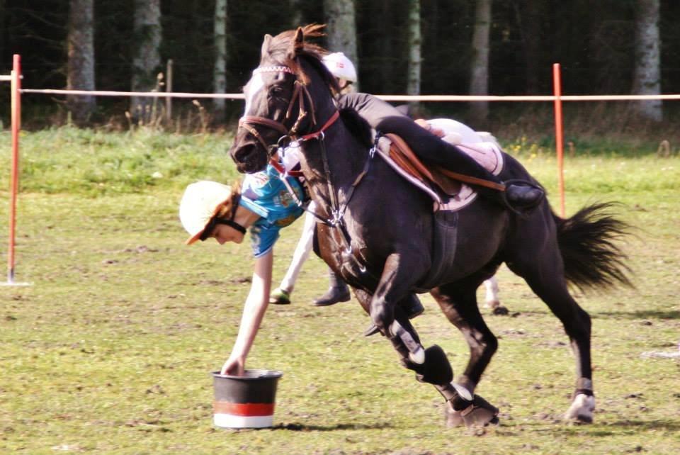 Hollandsk Sportspony Jimmy - Leo cup 2013 billede 18