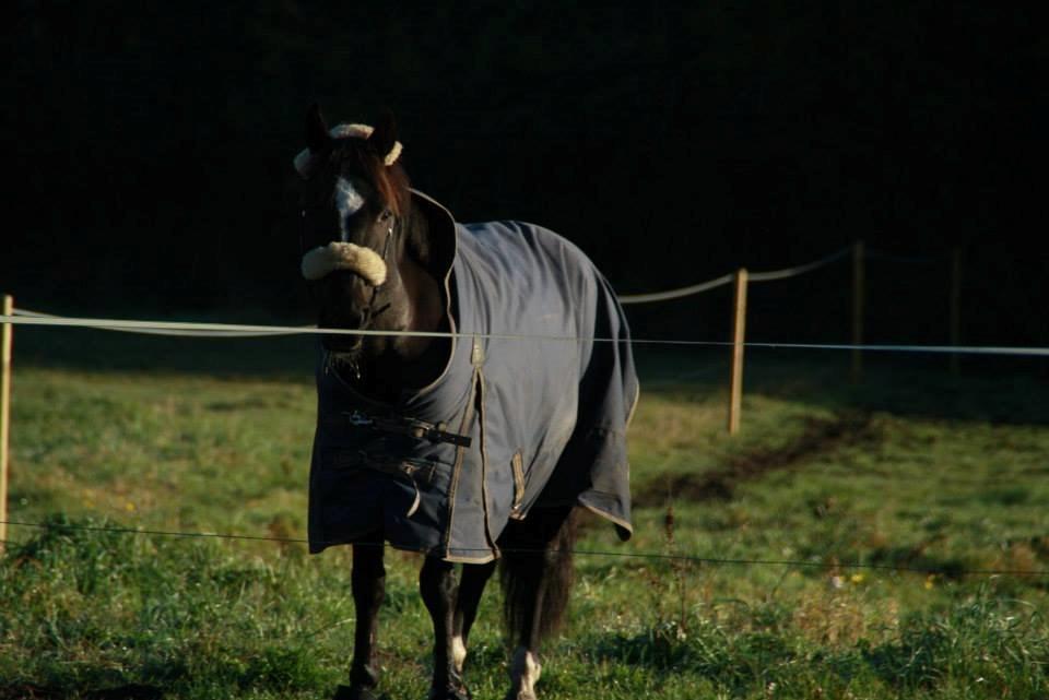 Hollandsk Sportspony Jimmy - Jimmy <3 billede 2