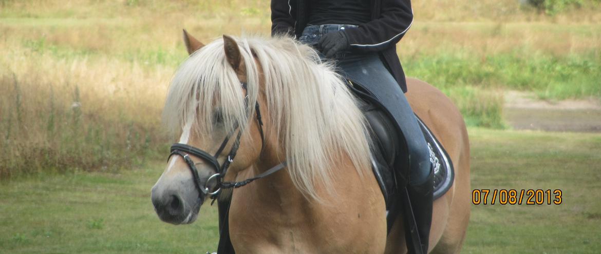 Haflinger Luna billede 12