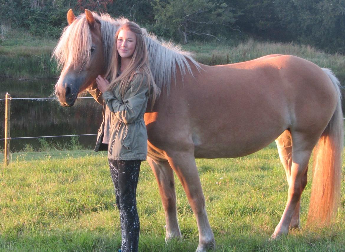 Haflinger Luna - ''One of a kind'' billede 16